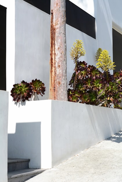 Maintain Your Landscape with Desert Landscaping